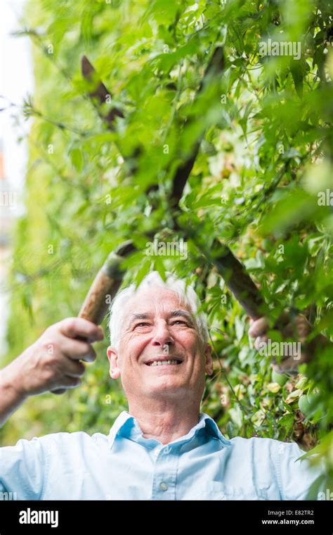 Senior Man Gardening Stock Photo Alamy