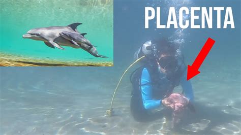 Veterinary Exam Of Dolphin Placenta Dolphin Quest Hawaii Youtube
