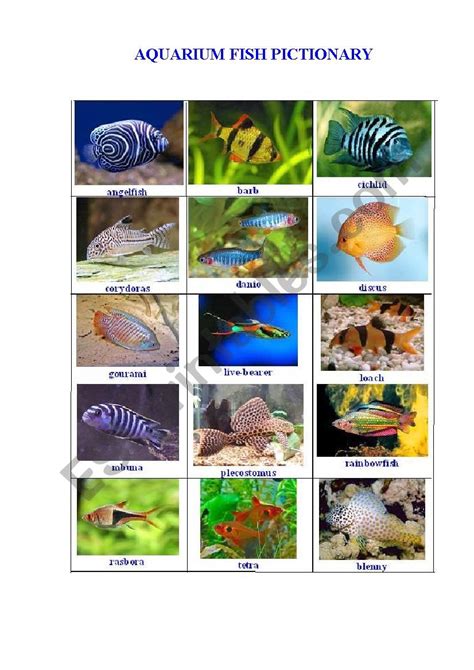 Aquarium Fish Esl Worksheet By Korova Daisy