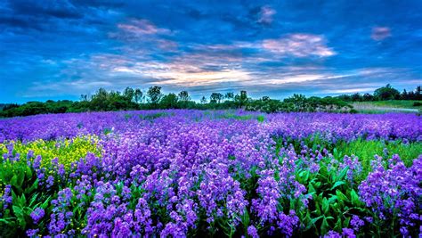 Free Photo Purple Flower Field Bloom Blossom Field Free Download