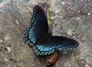 Blue And Black Butterflies