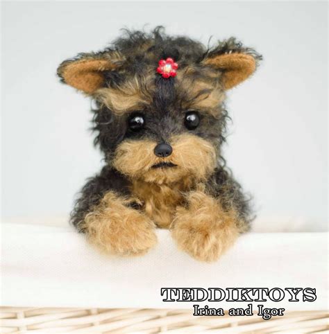 Chihuahua dog mix with jack russell. Rottweiler Dog Vitamins In Sri Lanka