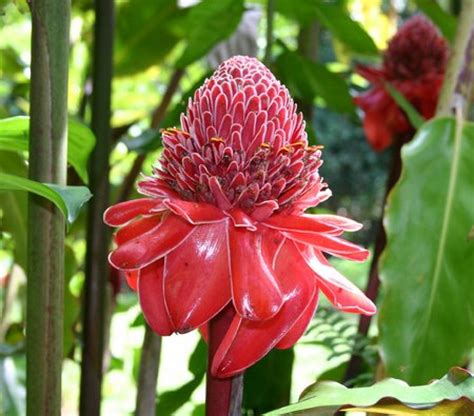 Includes history, main types, common species and more. Ginger - The Multipurpose Herb