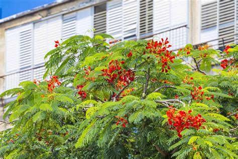 Beautiful Tropical Tree With Red Flowers Royal Poinciana Or Delonix