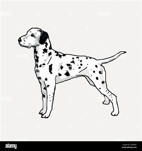 Dalmatian Dog Clipart Animal Illustration Vector Stock Vector Image