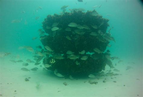 New And Refurbished Artificial Reefs Mark Highlights Of Year One For