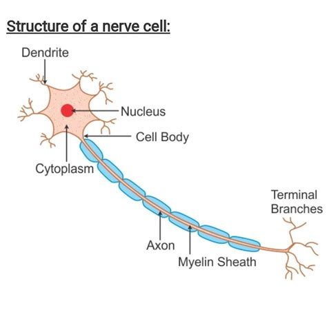 Mitosis occurs in somatic cells of plants and animals. Draw neat and labelled diagram of nerve cell. - Brainly.in