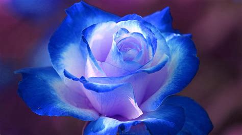 Elegant Blue And White Rose Desktop Wallpaper 1920x1080 Rose Seeds