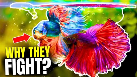 Why Do Betta Fish Fight And How To Stop It Youtube