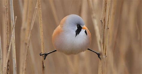 The Bearded Reedling Is The Roundest And The Cutest Bird You Will Ever