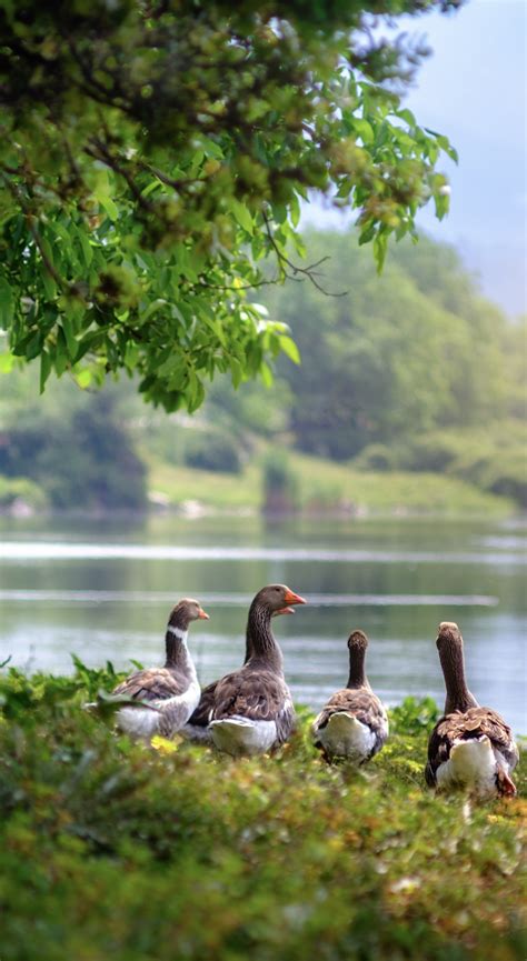 Download Wallpaper 1440x2630 Wild Geese Aquatic Birds Lake Samsung
