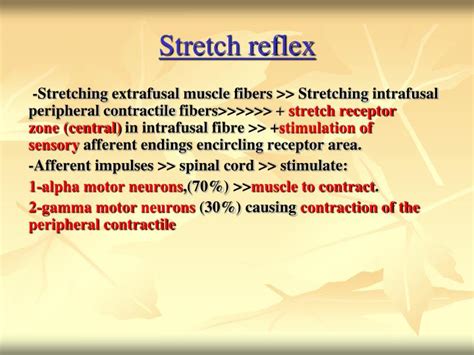 Ppt What Is The Stretch Reflex Powerpoint Presentation Id5096206