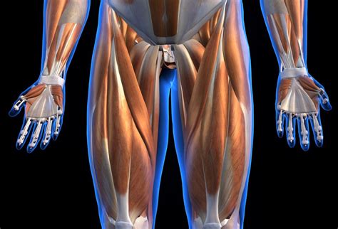 Posterior view of the right leg, showing the muscles of the hip, thigh, and lower leg. Pulled quad: Symptoms, treatment, and recovery time