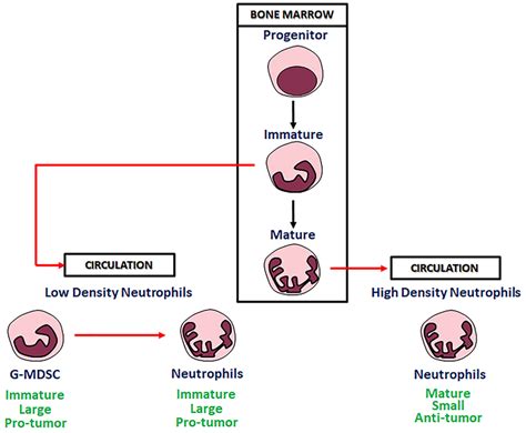 Neutrophils In Bone Marrow And Circulation Download Scientific Diagram
