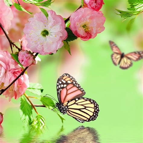 Spring Ipad Wallpapers Top Free Spring Ipad Backgrounds Wallpaperaccess