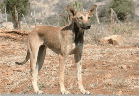 Indian Pariah Dog Indias Most Ancient Dog Breed Guide