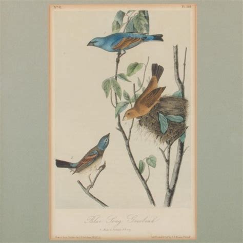 Antique Audubon Birds Of America Print Chairish
