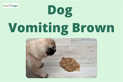 Why Is My Dog Vomiting Brown Liquid Sweet Doggo