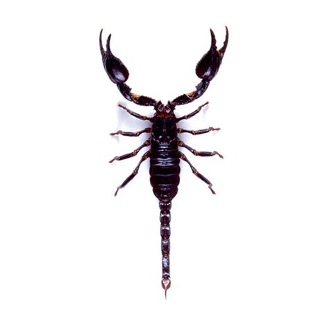 Heterometrus Spinifer Giant Forest Scorpion Dmwnu