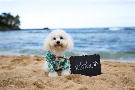 Here is the airport map where you go to pick up your pet. Kapono Photoworks » Hawaii Food PhotographyPuppy Portraits ...