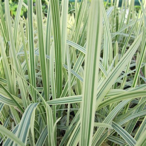 Glyceria Maxima Variegata Variegated Reed Sweet Grass Marginal