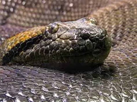 Anaconda Snake Facts Fights Size Length And Attacks