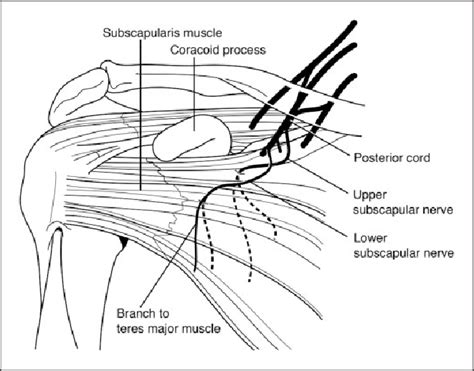 Lower Subscapular Nerve