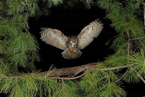 Owl Flying Pictures Images And Stock Photos Istock