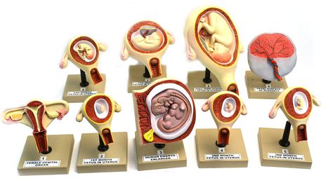Buy Eisco Labs Pregnancy Series Embryonic Fetal Development Set Of