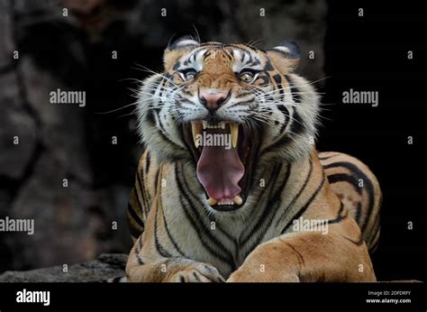 Portrait Of A Sumatran Tigers Stock Photo Alamy