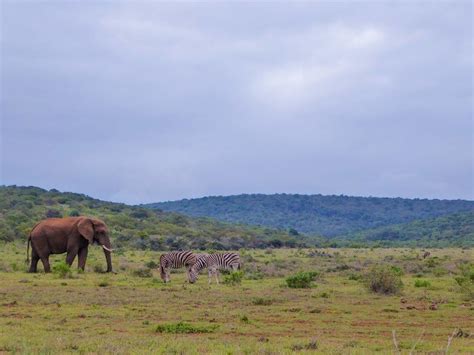 Limpopo National Park Mozambique Wild Safari Guide