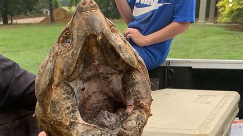 Mississippi Man Catches Rare 70 Pound Alligator Snapping Turtle