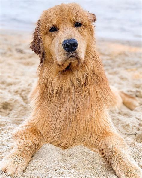 Tucker The Golden Retriever On Instagram I Has Sand In My Butts