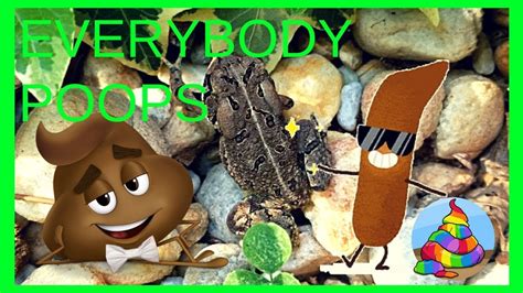 Everybody Poops Even Frogs And Toads Fun Pooping Animated Video Youtube