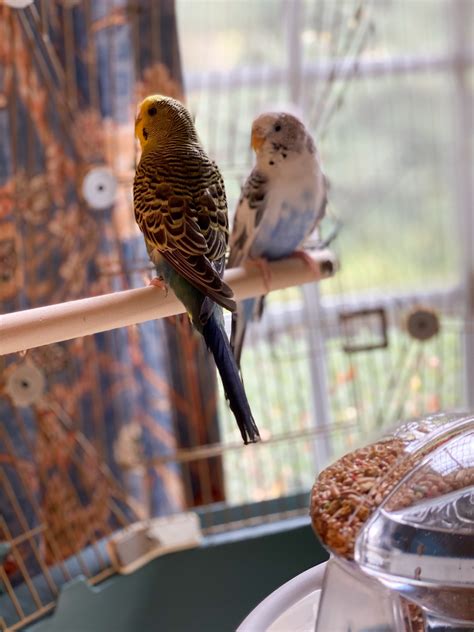 Geo Bird Cage The Parakeets Get A New Home Tillys Nest