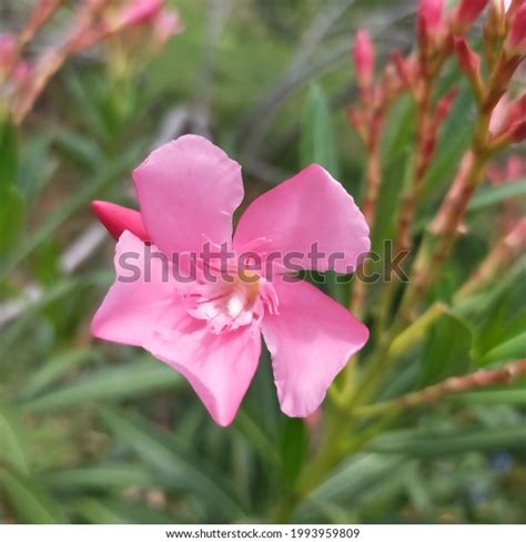 Oleander Beautiful Poisonous Shrub Stock Photo 1993959809 Shutterstock