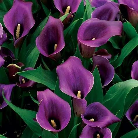 Lovely Purple Arum Lilies Aka Calla Lilies Lys Calla Purple Calla