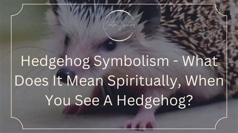Hedgehog Symbolism What Does It Mean Spiritually When You See A