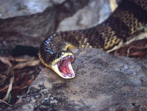Tiger Snake Facts And Pictures Reptile Fact