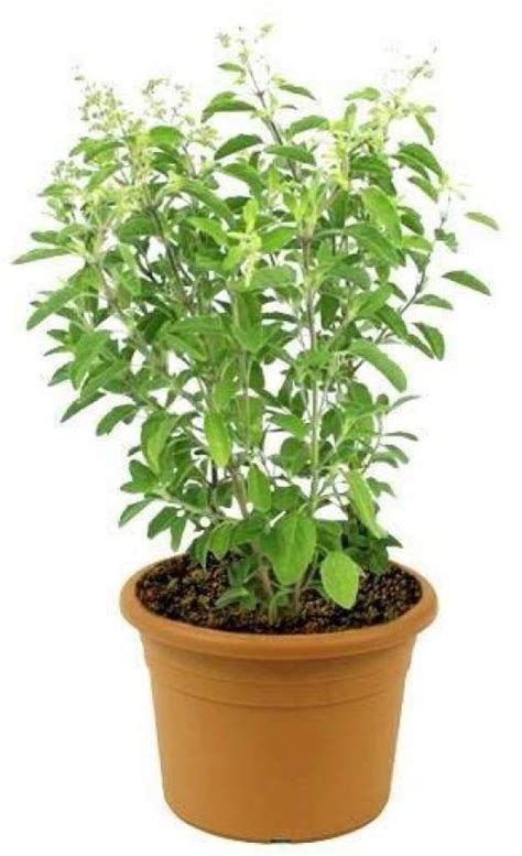 Aywal Krishna Tulsi Seeds Shyam Tulsi Black Tulsi Holy Basil Seed