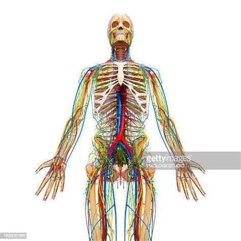 203 Lymph Nodes Pelvis High Res Illustrations Getty Images
