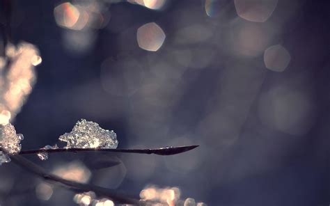 Ice Crystals On A Branch Wallpaper Nature And Landscape Wallpaper