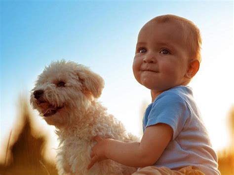 Why Are Dogs Protective Of Babies Protection Instinct In Dogs