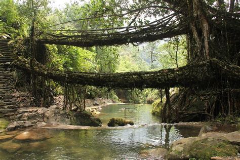 Double Decker Living Root Bridge Assam Holidays