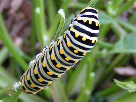Monarch Butterflies Caterpillar Funny Animal