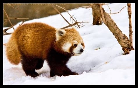 Red Panda Snow Walk By Flame Of The Phoenix On Deviantart