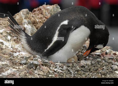 Zoology Animals Birds Penguins Gentoo Penguin Pygoscelis Papua