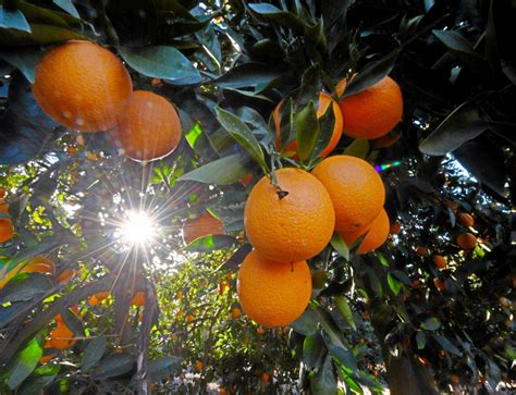 How Redlands Is Taking Precautions Against Fatal Citrus Tree Disease