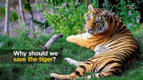 How To Help Save The Tiger Middlecrowd3