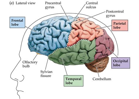 21 The Brain Parts And Functions Chart  Ladif M Simpson